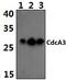 CDCA3 antibody, PA5-75302, Invitrogen Antibodies, Western Blot image 