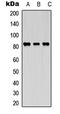 Kinesin-like protein KIF2C antibody, LS-C368389, Lifespan Biosciences, Western Blot image 