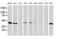 ADP-ribosylation factor GTPase-activating protein 1 antibody, MA5-25445, Invitrogen Antibodies, Western Blot image 