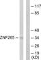 Zinc Finger RANBP2-Type Containing 2 antibody, TA314904, Origene, Western Blot image 