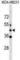 Modulator Of VRAC Current 1 antibody, abx030675, Abbexa, Western Blot image 