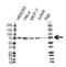 Lipoma-preferred partner antibody, VMA00287, Bio-Rad (formerly AbD Serotec) , Western Blot image 