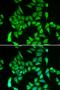 Iron regulatory protein 2 antibody, orb373374, Biorbyt, Immunofluorescence image 
