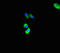 Ankyrin Repeat And SOCS Box Containing 10 antibody, LS-C397573, Lifespan Biosciences, Immunofluorescence image 