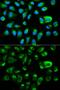 Growth Arrest Specific 2 antibody, GTX54081, GeneTex, Immunofluorescence image 