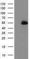 Syntrophin Alpha 1 antibody, CF502044, Origene, Western Blot image 