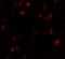 FERM And PDZ Domain Containing 1 antibody, GTX85011, GeneTex, Immunocytochemistry image 