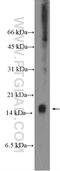 Uncharacterized protein C8orf4 antibody, 26279-1-AP, Proteintech Group, Western Blot image 
