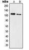 RB Transcriptional Corepressor 1 antibody, orb214499, Biorbyt, Western Blot image 