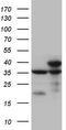 DHSB antibody, CF808201, Origene, Western Blot image 