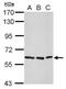 Afamin antibody, NBP2-15304, Novus Biologicals, Western Blot image 