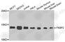 FKBP Prolyl Isomerase 2 antibody, A8120, ABclonal Technology, Western Blot image 