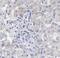 Dual Specificity Phosphatase 9 antibody, FNab02571, FineTest, Immunohistochemistry frozen image 