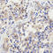 Metabotropic glutamate receptor 3 antibody, LS-C332149, Lifespan Biosciences, Immunohistochemistry frozen image 