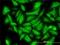 DCN1-like protein 1 antibody, H00054165-M01, Novus Biologicals, Immunofluorescence image 