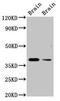 Trace Amine Associated Receptor 5 antibody, CSB-PA023057LA01HU, Cusabio, Western Blot image 