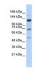 Regulatory Factor X1 antibody, orb329971, Biorbyt, Western Blot image 