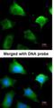 Glutathione S-transferase Mu 5 antibody, NBP1-32682, Novus Biologicals, Immunofluorescence image 