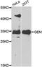 KIR antibody, abx006949, Abbexa, Western Blot image 