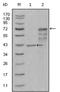 Chitotriosidase-1 antibody, AM06305SU-N, Origene, Western Blot image 