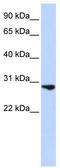 Heparin-binding growth factor 2 antibody, TA346315, Origene, Western Blot image 