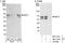 H/ACA ribonucleoprotein complex subunit 4 antibody, NBP1-41064, Novus Biologicals, Western Blot image 