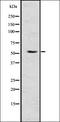 Mst1/Mst2 antibody, orb336752, Biorbyt, Western Blot image 