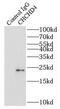 Coiled-Coil-Helix-Coiled-Coil-Helix Domain Containing 4 antibody, FNab01637, FineTest, Immunoprecipitation image 