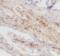 Non-SMC Condensin I Complex Subunit D2 antibody, FNab01792, FineTest, Immunohistochemistry frozen image 