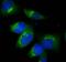 Trans-Golgi Network Protein 2 antibody, NBP1-03495, Novus Biologicals, Immunofluorescence image 
