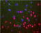 TAR DNA Binding Protein antibody, TA309896, Origene, Immunofluorescence image 