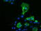 Pyrroline-5-Carboxylate Reductase 2 antibody, TA501901, Origene, Immunofluorescence image 