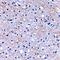Hyaluronan and proteoglycan link protein 2 antibody, orb74952, Biorbyt, Immunohistochemistry paraffin image 