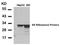 Ribosomal Protein S6 antibody, AP02734PU-N, Origene, Western Blot image 