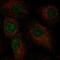 Chromosome 2 Open Reading Frame 42 antibody, HPA031840, Atlas Antibodies, Immunofluorescence image 