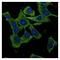 GAPDH antibody, LS-B9773, Lifespan Biosciences, Immunofluorescence image 