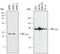 Protein kinase C iota type antibody, AF4465, R&D Systems, Western Blot image 
