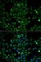 TPIS antibody, LS-B13872, Lifespan Biosciences, Immunofluorescence image 