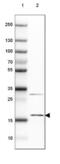 Small Nuclear Ribonucleoprotein U11/U12 Subunit 25 antibody, NBP2-32028, Novus Biologicals, Western Blot image 