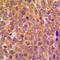 Akt antibody, LS-C351801, Lifespan Biosciences, Immunohistochemistry frozen image 