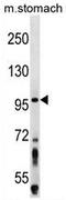 Zw10 Kinetochore Protein antibody, AP54743PU-N, Origene, Western Blot image 