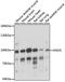 Anoctamin-5 antibody, LS-C750190, Lifespan Biosciences, Western Blot image 