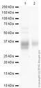 Pulmonary surfactant-associated protein A1 antibody, ab51891, Abcam, Western Blot image 