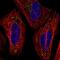 Transmembrane Protein 54 antibody, NBP2-56844, Novus Biologicals, Immunofluorescence image 