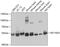 Mitochondrially Encoded NADH:Ubiquinone Oxidoreductase Core Subunit 4 antibody, GTX66590, GeneTex, Western Blot image 