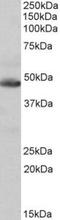 Isocitrate dehydrogenase [NADP], mitochondrial antibody, TA311223, Origene, Western Blot image 