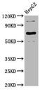Leukocyte Immunoglobulin Like Receptor B3 antibody, LS-C682301, Lifespan Biosciences, Western Blot image 