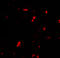 G Protein-Coupled Receptor Kinase 6 antibody, 7641, ProSci Inc, Immunofluorescence image 
