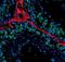 Piwi-like protein 2 antibody, PA5-17036, Invitrogen Antibodies, Immunofluorescence image 