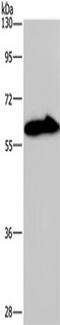 Potassium Voltage-Gated Channel Modifier Subfamily G Member 4 antibody, TA351317, Origene, Western Blot image 